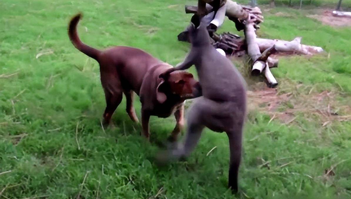 袋鼠的真实情况,袋鼠的真实现状