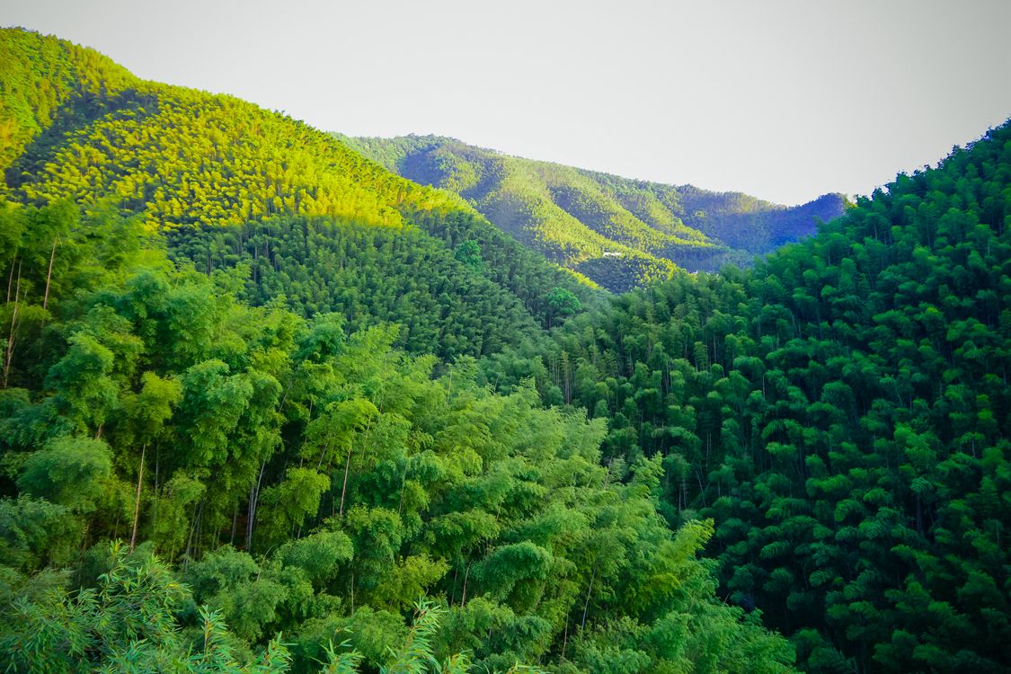 正宗闽西八大干,闽西八大干之首明溪肉脯干