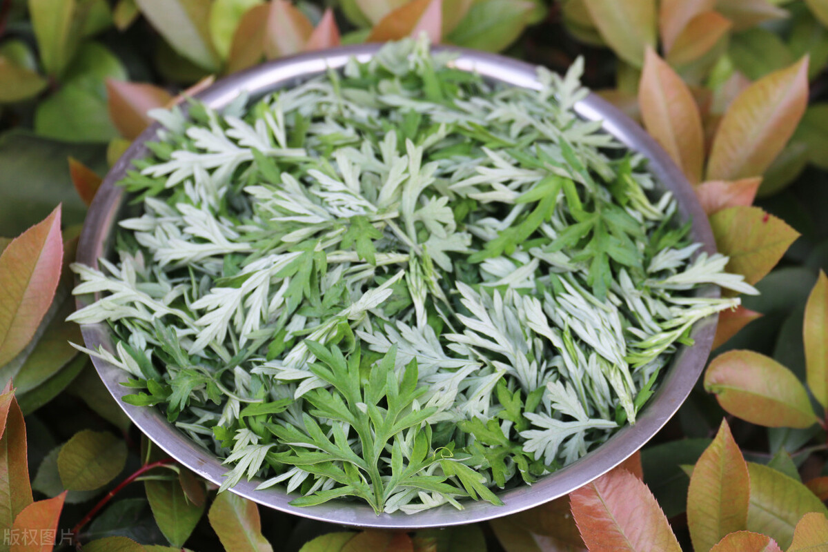 哪些草可以做青团又简单,哪些野菜可以做青团