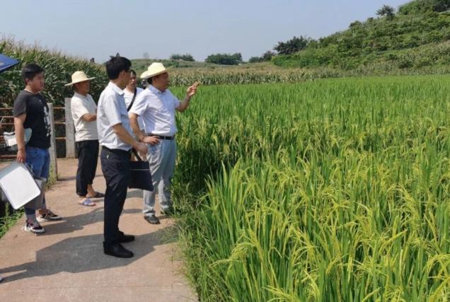 农业绿色植保技术,农业植保技术推广