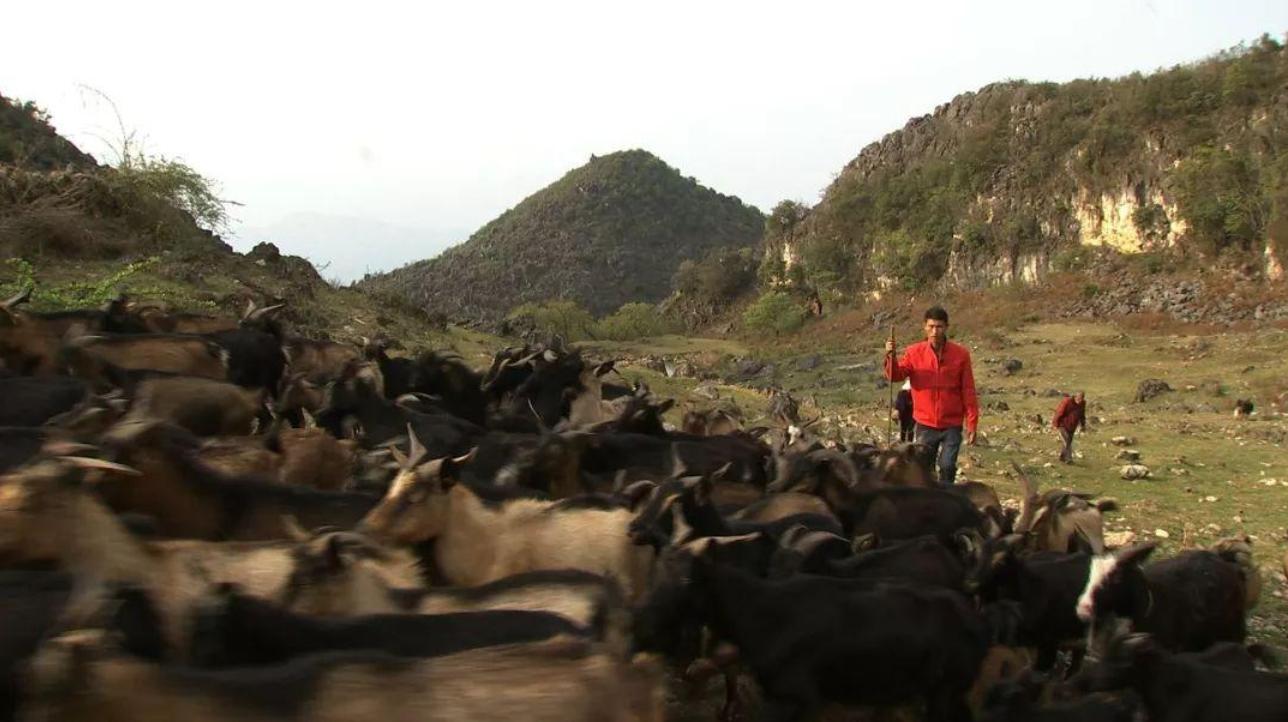 云南出现黑色怪羊,云南惊现怪羊