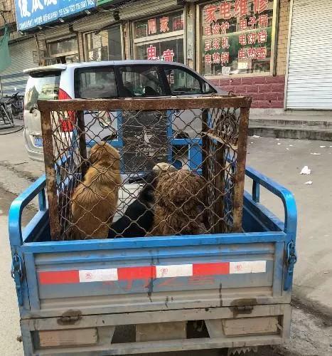 农村人买狗注意事项,农村狗市买狗注意事项