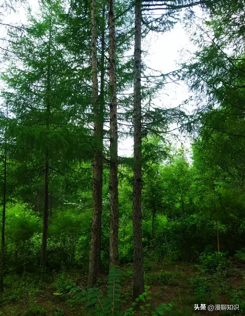 落叶松根部含二氢槲皮素功效,落叶松对人体有什么好处