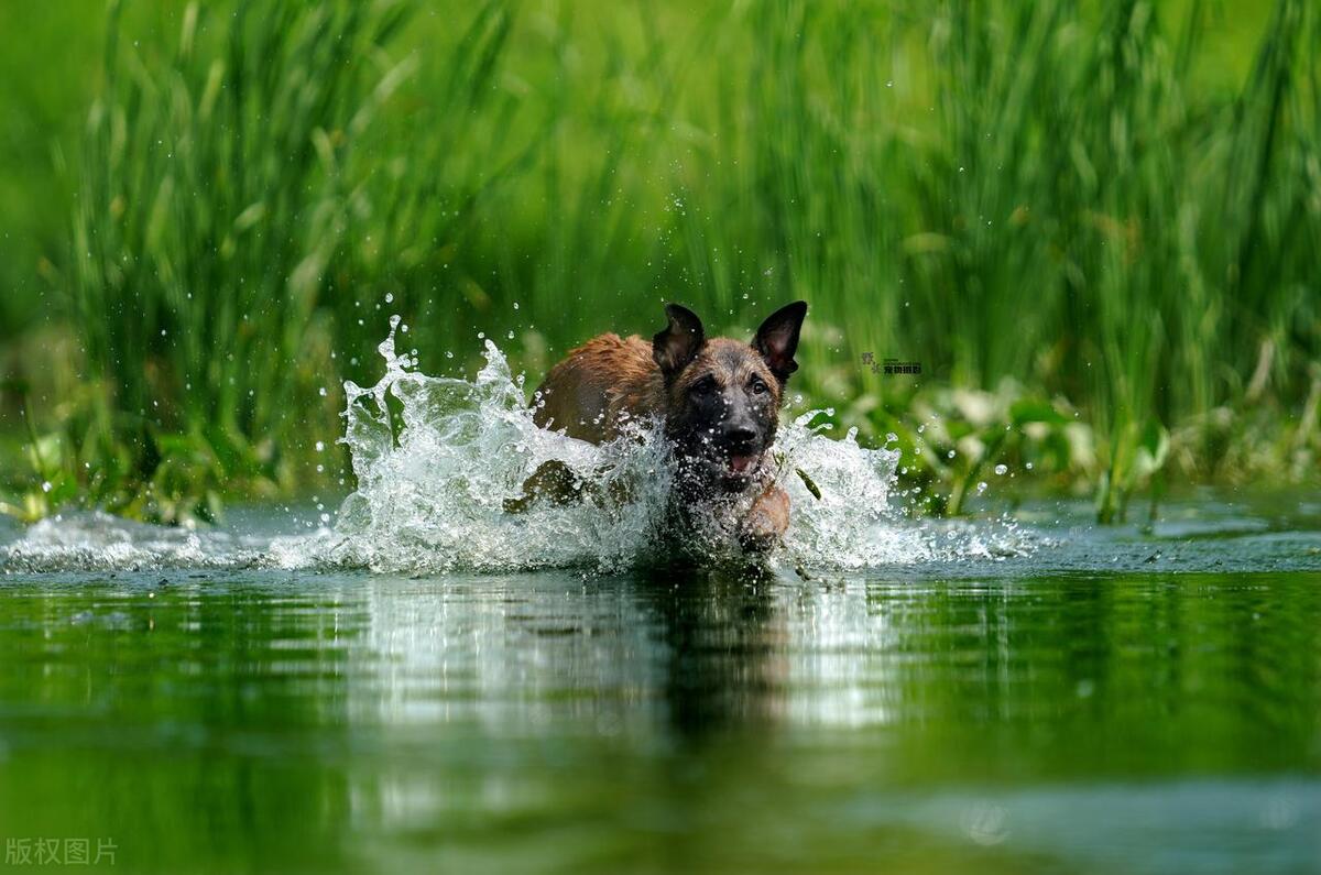 养狗一直不被狗抓,养狗不拴绳老是追人去哪里投诉