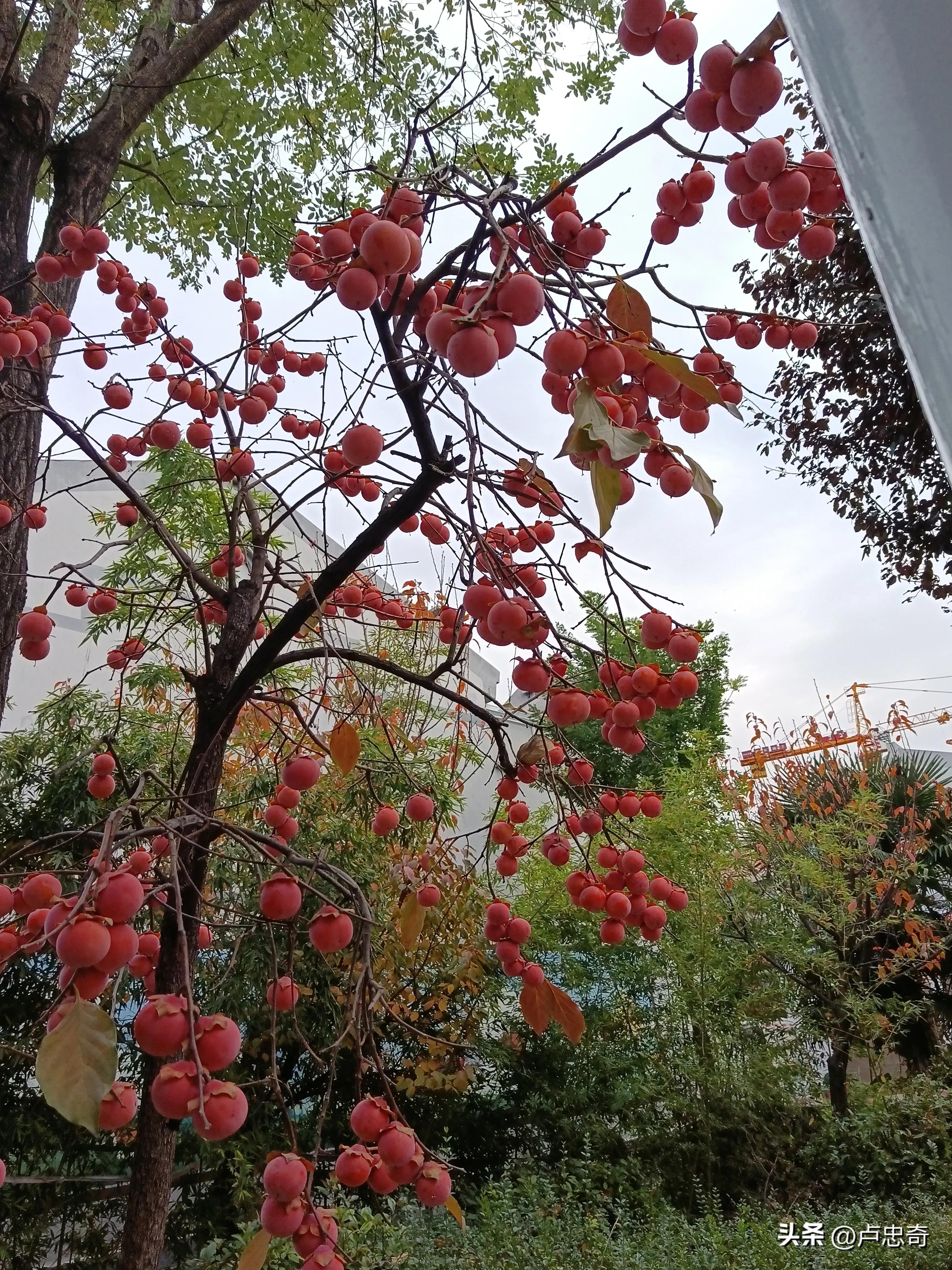 鐜嬪┒灏忚缁撳眬鐭ヤ箮,閭诲眳灏忚涓嬮泦