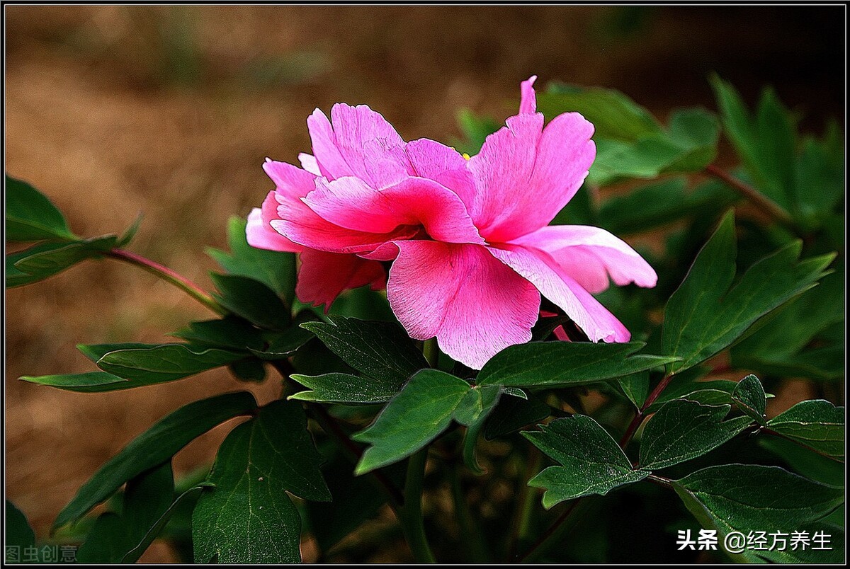 急则治其标缓则治其本出处,急则治其表缓则治其本