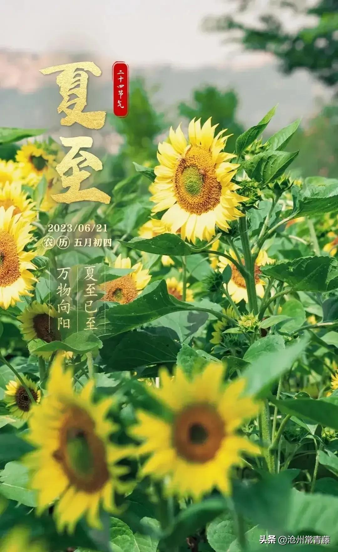 夏至节气感慨,今日夏至话题