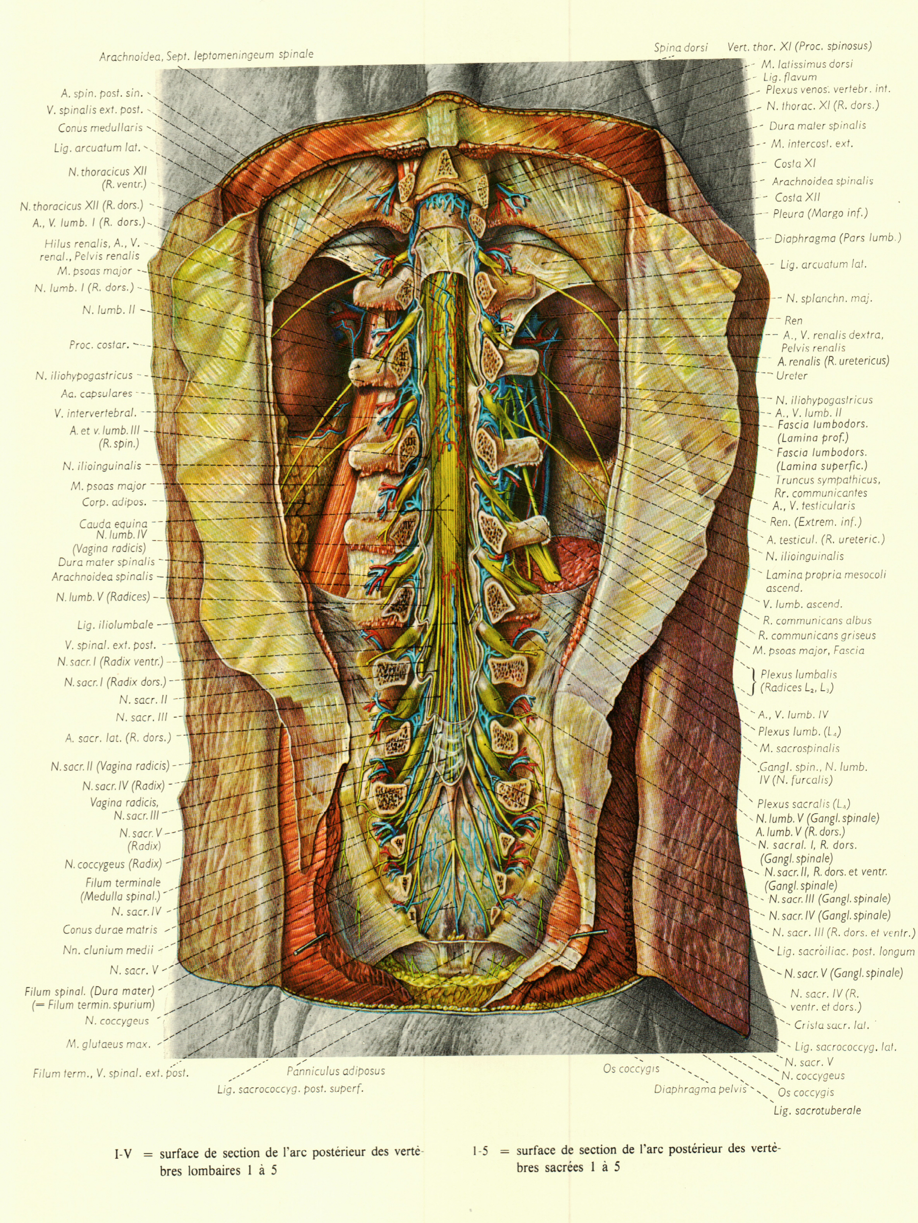 最全人体解剖图建议收藏,人体解剖图内脏器官位置图清晰