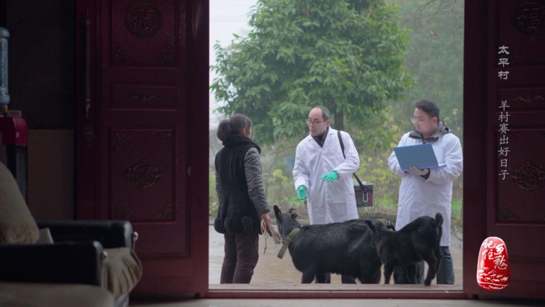 咩咩咩！听羊村“黑宝贝”，奏响山村致富曲