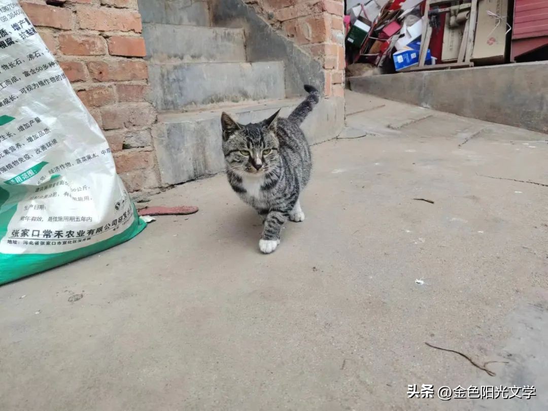 可爱的小仓鼠可爱的小熊,可爱的小仓鼠和小乌龟