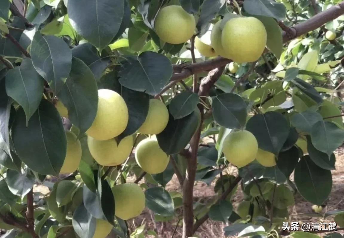 梨果病害图片大全,梨果不套袋病虫害防治技术