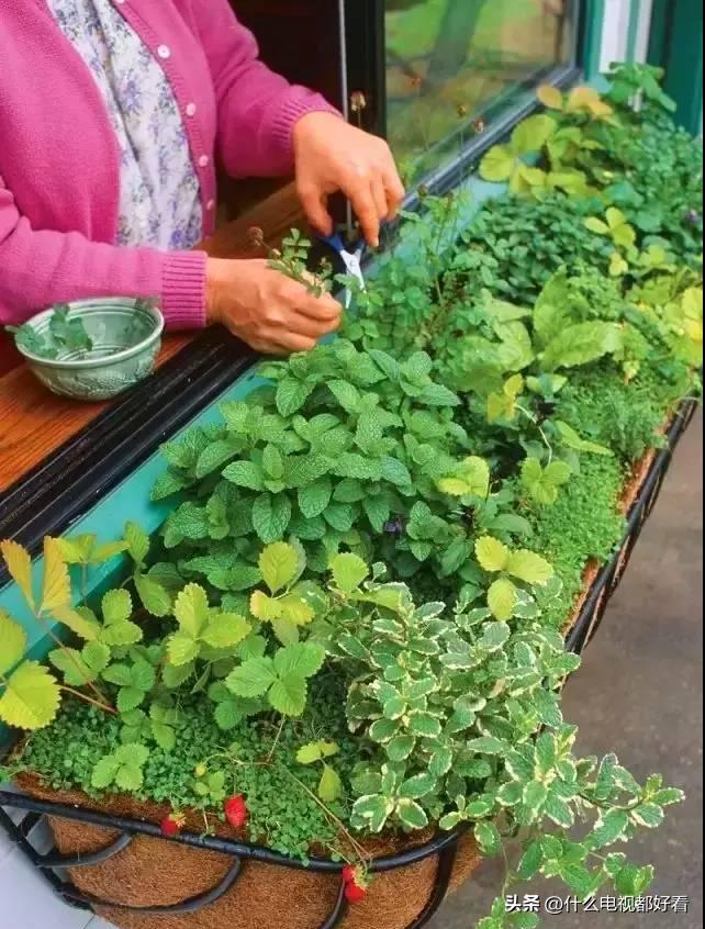 家庭种香草的方法大全,在家种植什么香草好看