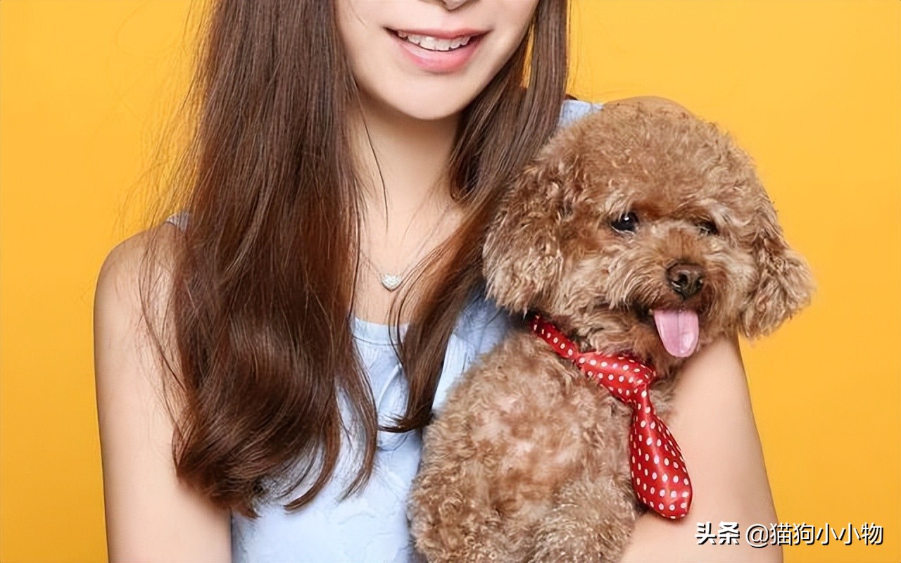 泰迪为啥那么讨人厌,泰迪真的好色么