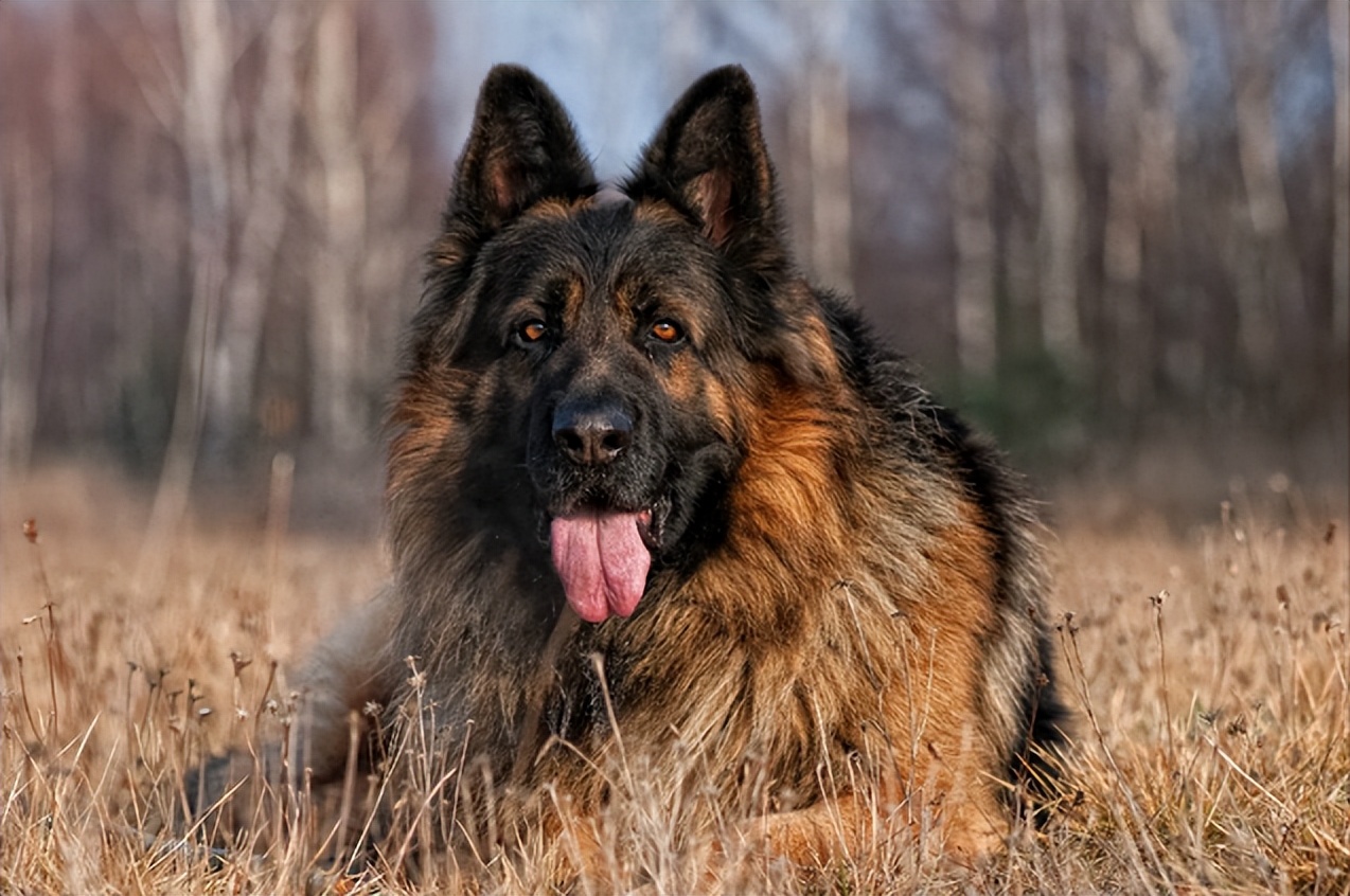 为什么德牧越来越受欢迎,德牧到底有多难养