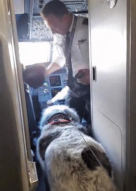 狗子坐飞机一秒钟被亲了八次，毛都快撸秃了…空姐：是不是轮到我