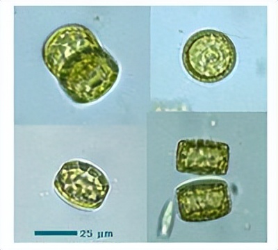 浮游植物增加会水质富营养化吗,浮游植物对水体起哪些作用