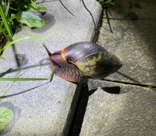广西多地出现非洲大蜗牛，印度把它当美味，可能引发脑膜炎风险