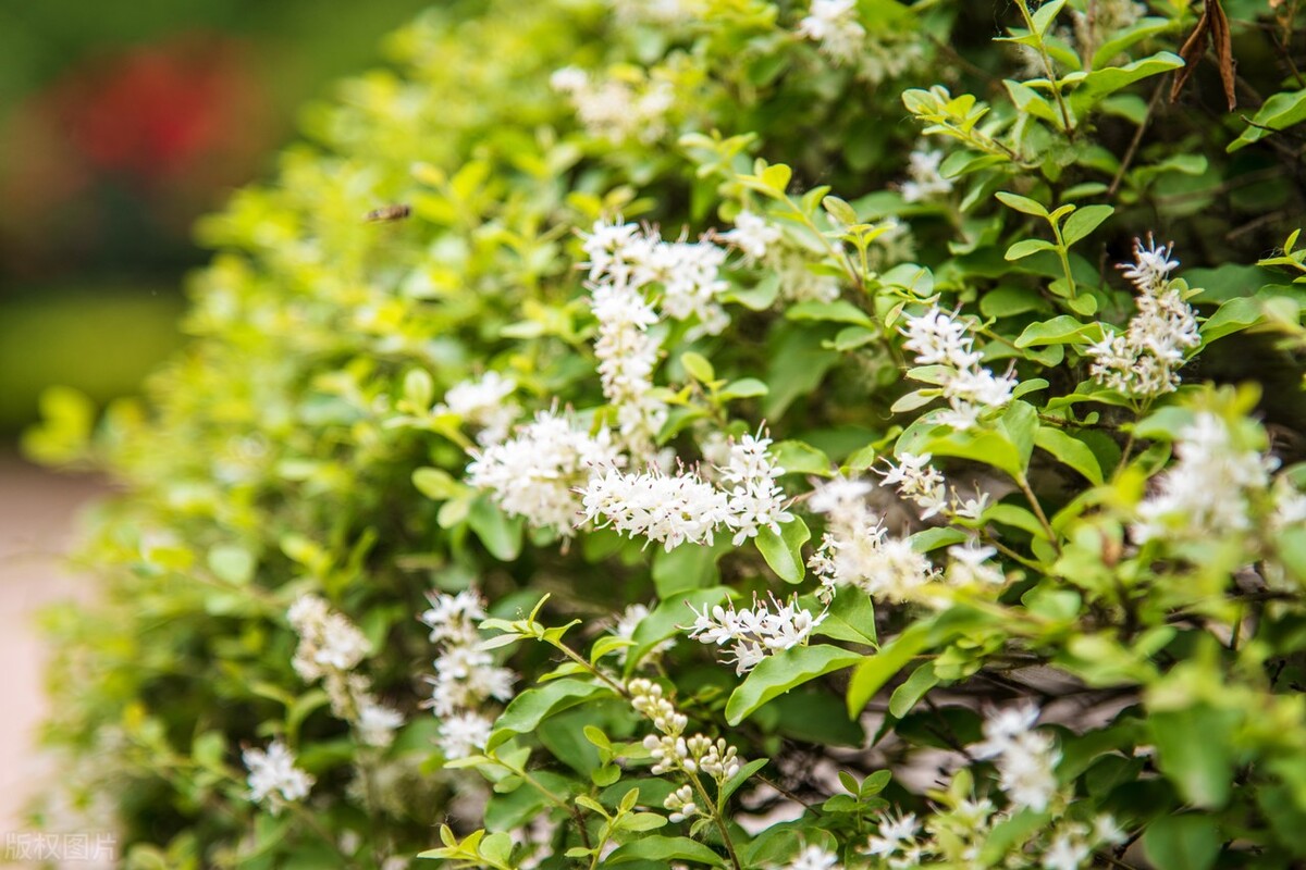小叶女贞,小叶女贞球
