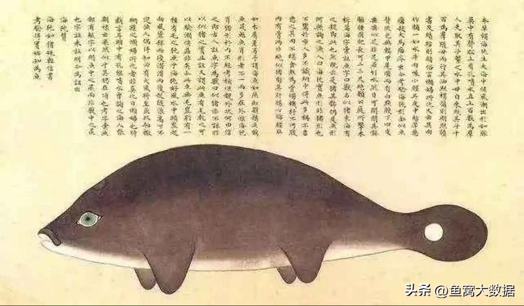 长江江豚吃什么呢,长江江豚以前可以吃吗