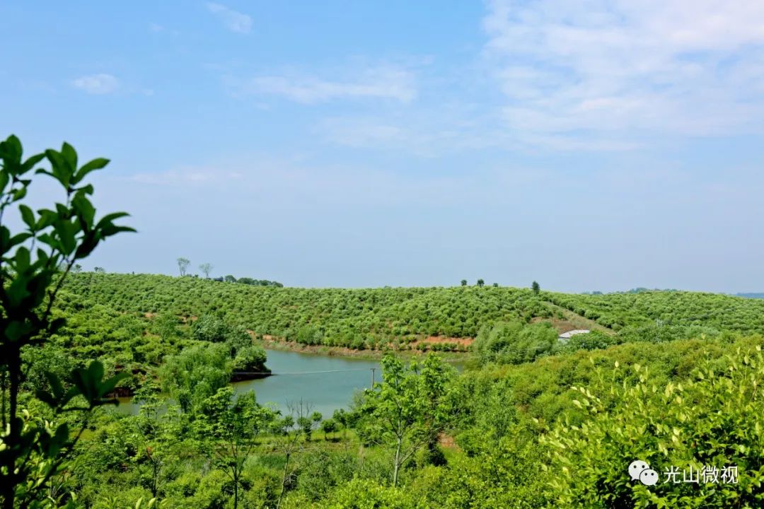 光山县司马光油茶园,河南光山司马光油茶园