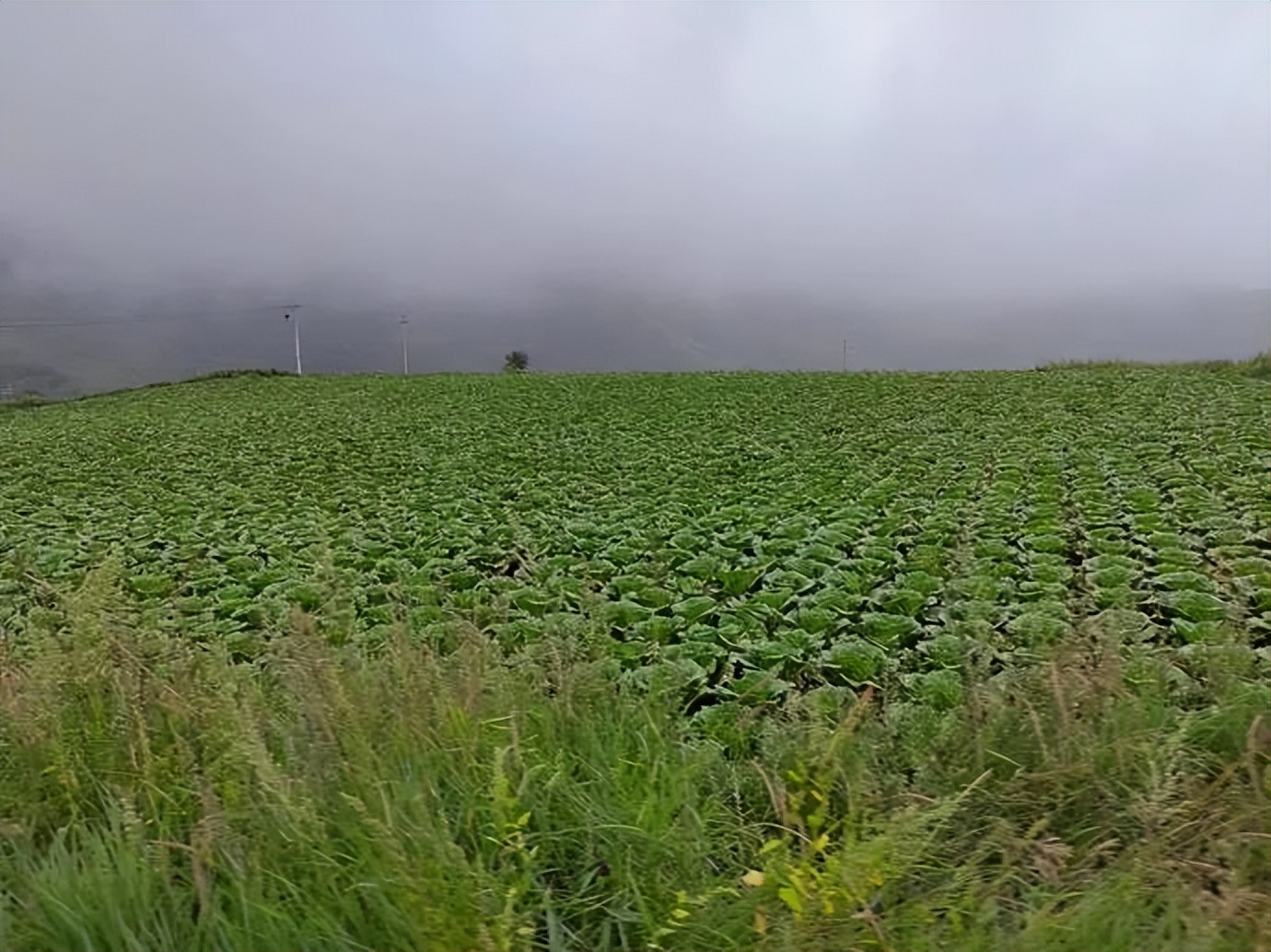 灏忓ぉ灞遍夯鐢板箔鏅尯浜戞捣,楹荤敯宀皬澶╁北璺ソ璧颁箞