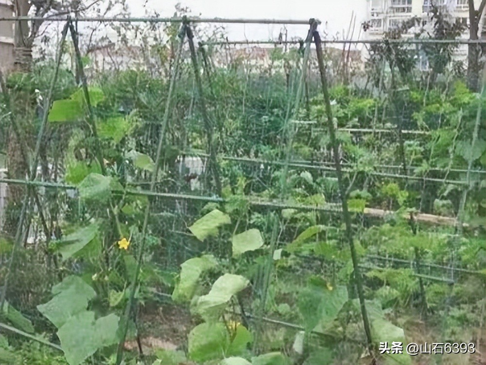 【战友美文】丁献礼“小诗余味”39：《晒黄瓜干》