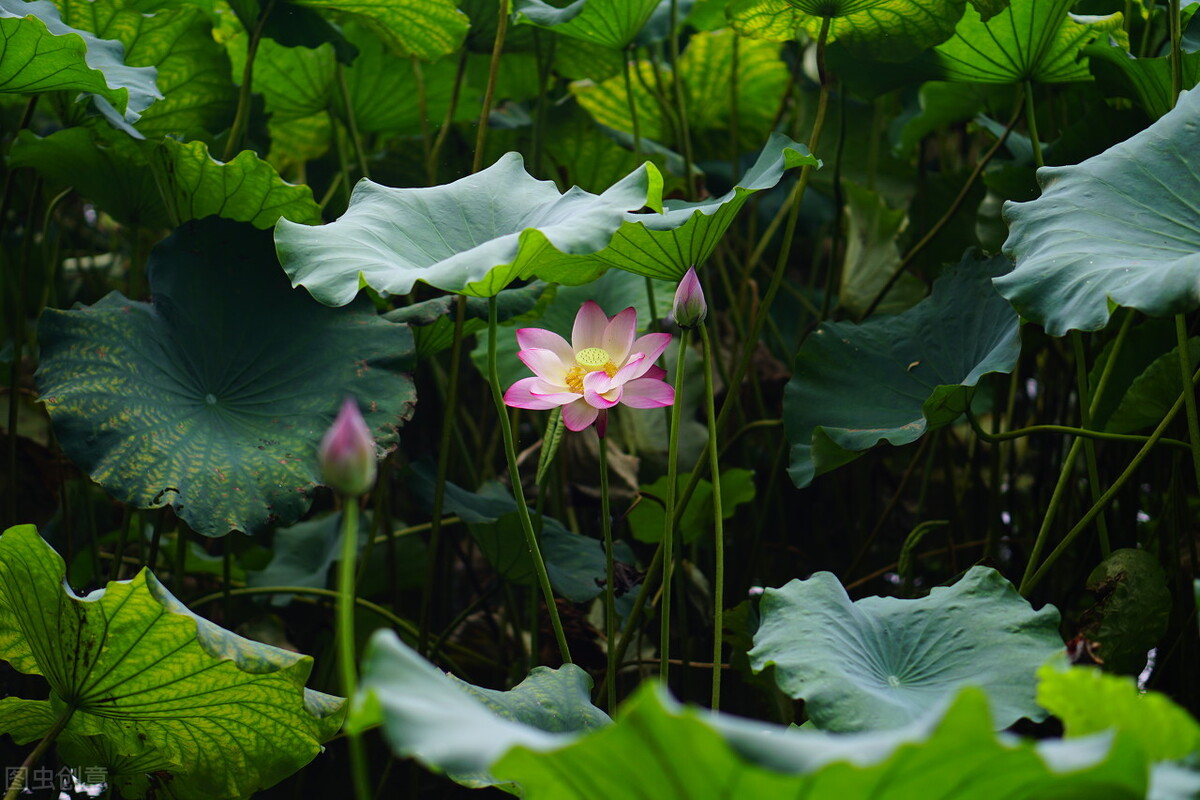 十二首非著名“雨”诗，人间的精灵，有多少浪漫和诗意，尽在其中
