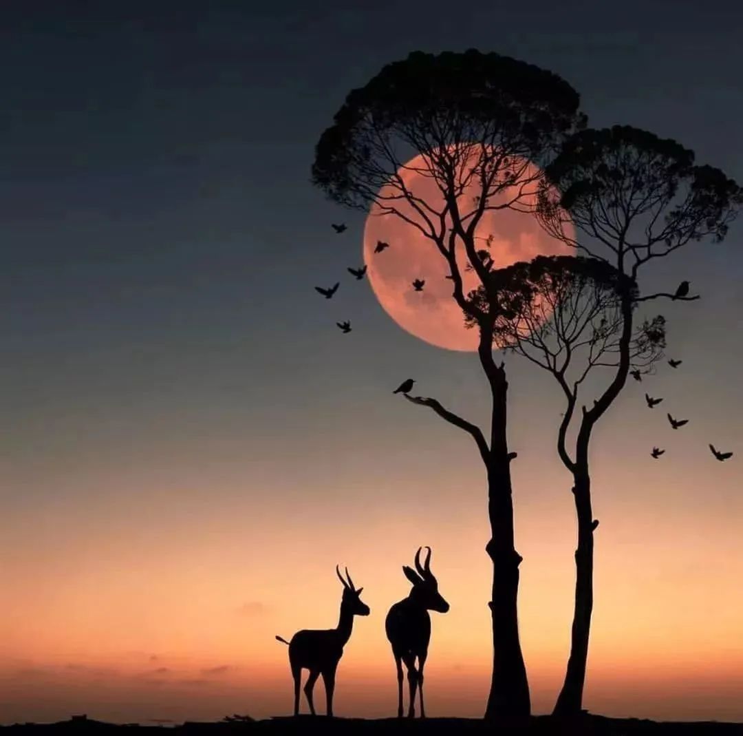 学习优秀摄影作品,摄影教学作品欣赏