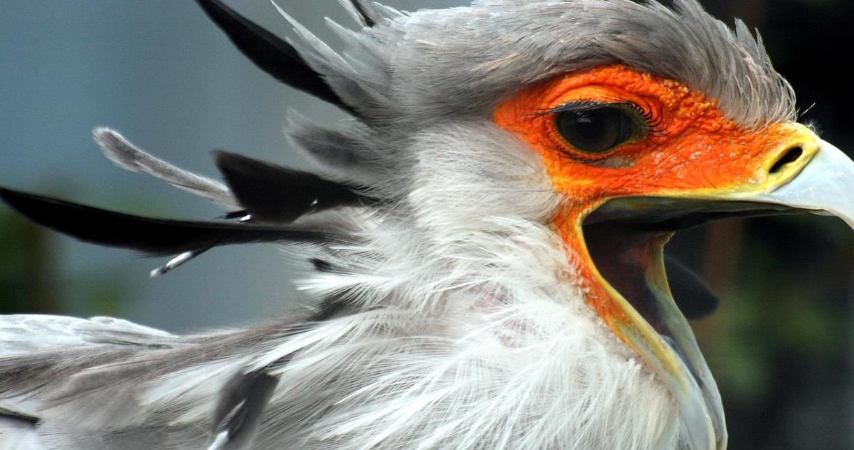 眼镜王蛇吞掉了条蟒蛇,眼镜王蛇生吞