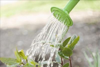 合果芋怎么养殖长得旺盛,合果芋怎么养