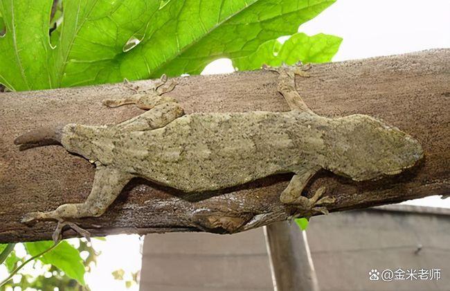 壁虎的五大特征,毫不起眼的壁虎为什么称五毒之首