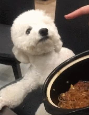 比熊睡觉做梦原因,比熊最怕的几件事