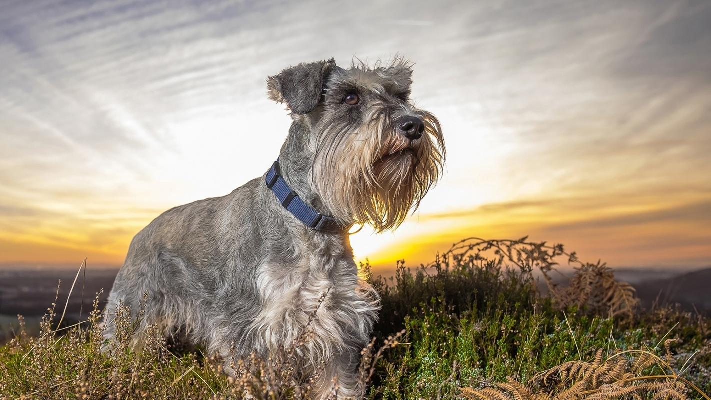 想养个中小型狗养什么好呢,想养一只雪纳瑞犬