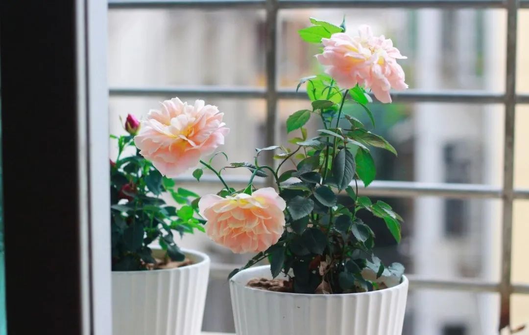 假期回家花怎么浇水,假期出去玩怎么给花浇水