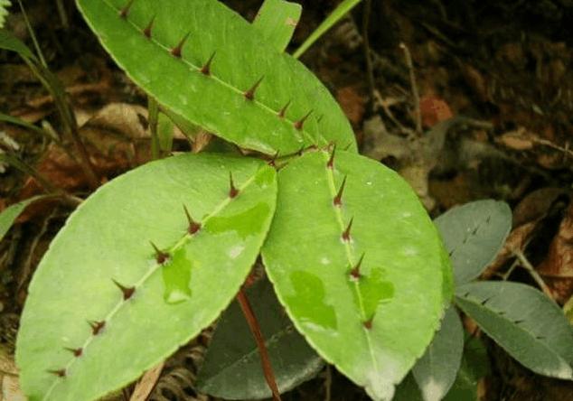 两面针是什么植物,植物两面针图片