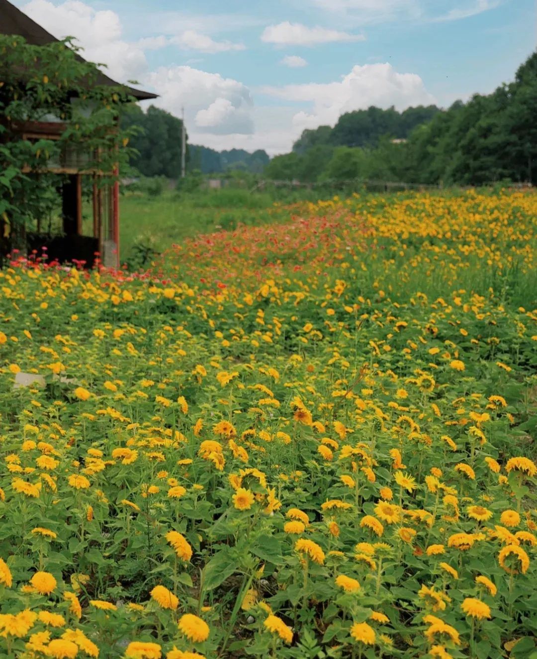 成都向日葵,成都免费看向日葵的地方在哪里呢