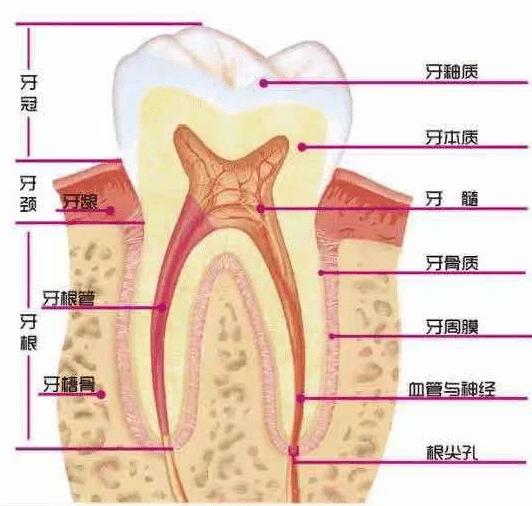 全瓷牙和烤瓷牙相比哪个更结实,全瓷牙和烤瓷牙哪个质量好一点