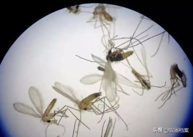 血粉有什么营养价值,血粉打窝的危害