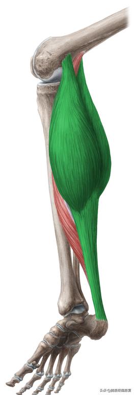 小腿紧绷怎么办,小腿很紧绷怎么拉伸