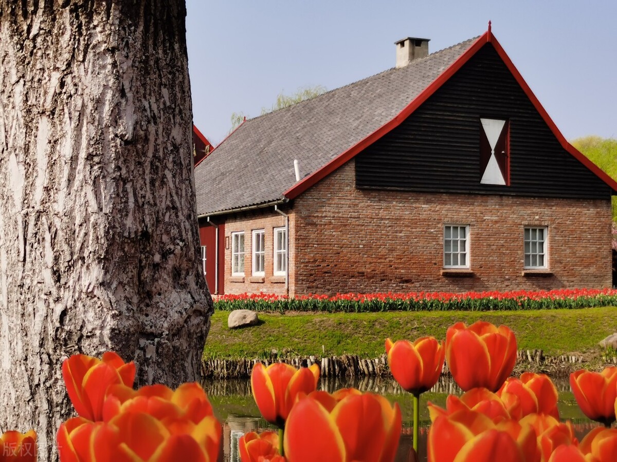 郁金香木和金丝白木,巴西郁金香木