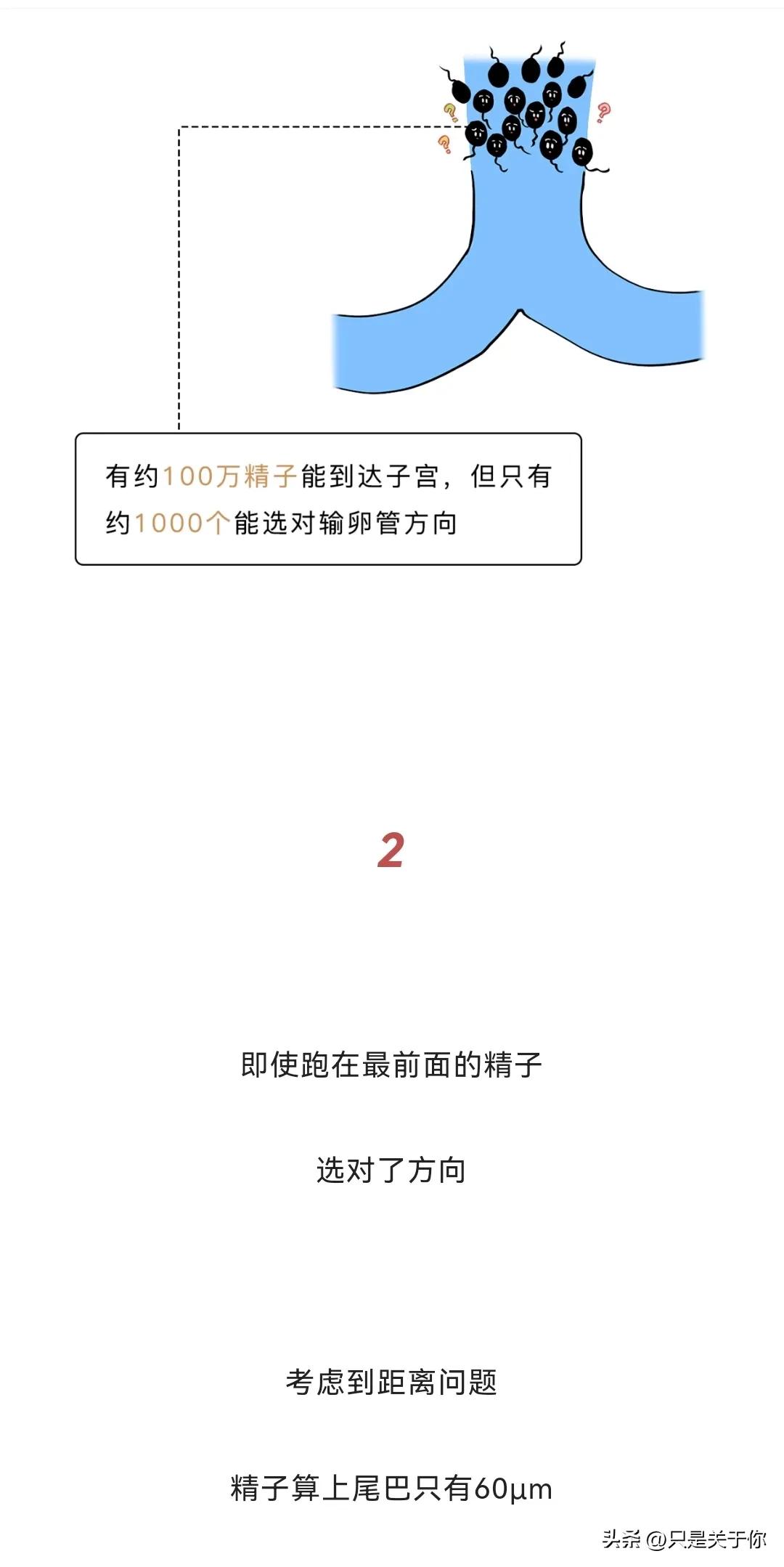 那些男人硬憋回去的“精子”都跑哪去了？这个操作伤身体吗？漫画