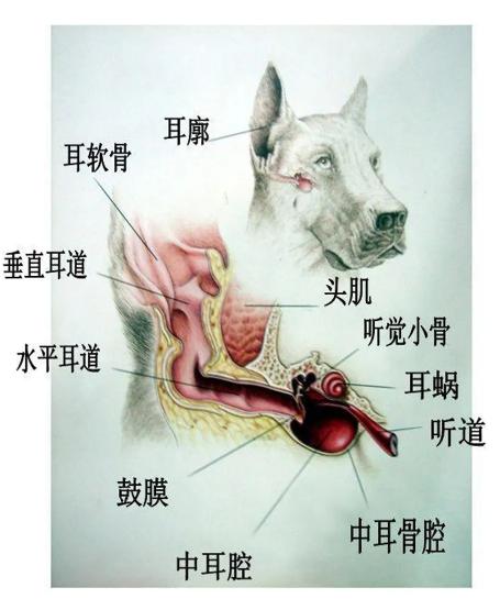 当狗狗的耳朵发炎甚至发臭......