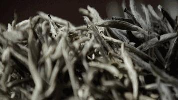 白毫银针故事感悟,白毫银针的故事