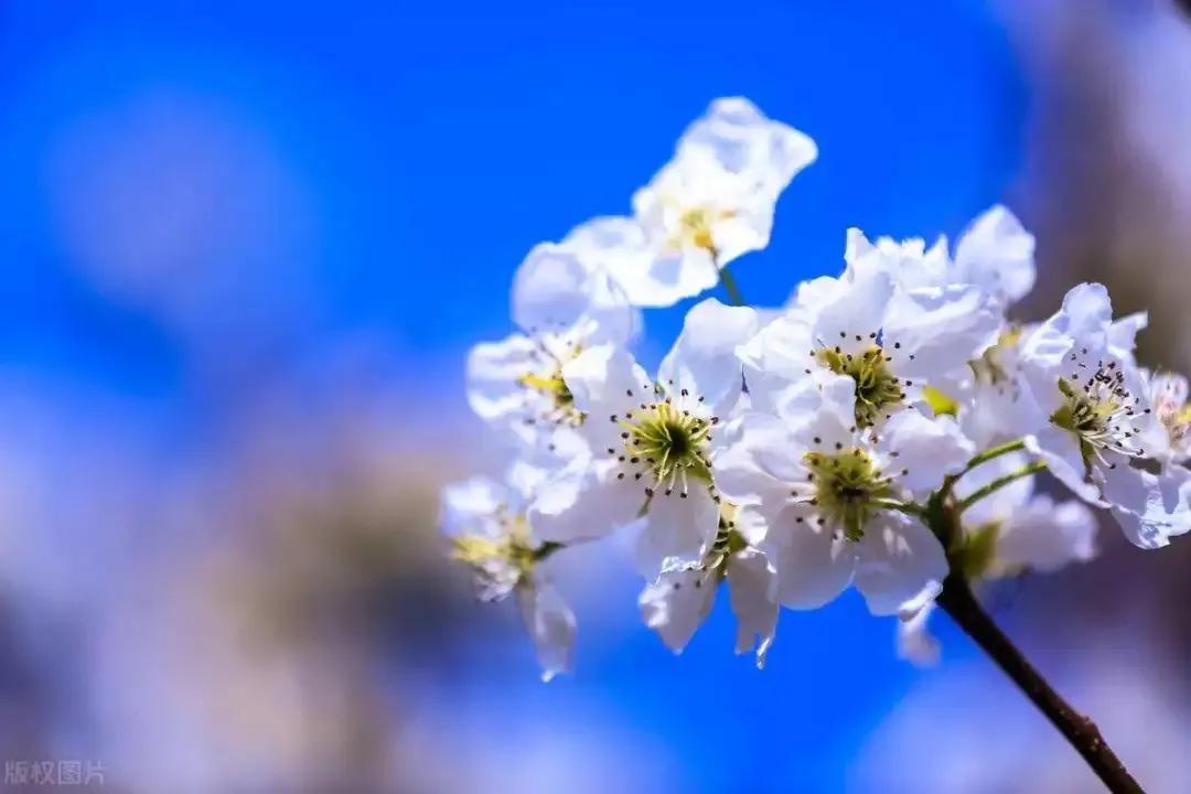 人生几何笑看花开花落,人生几何不过花开花落