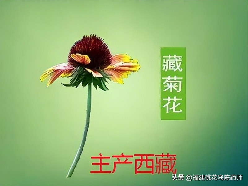 28味解表中药的性味与功效,麻黄性味辛温故能解表散寒