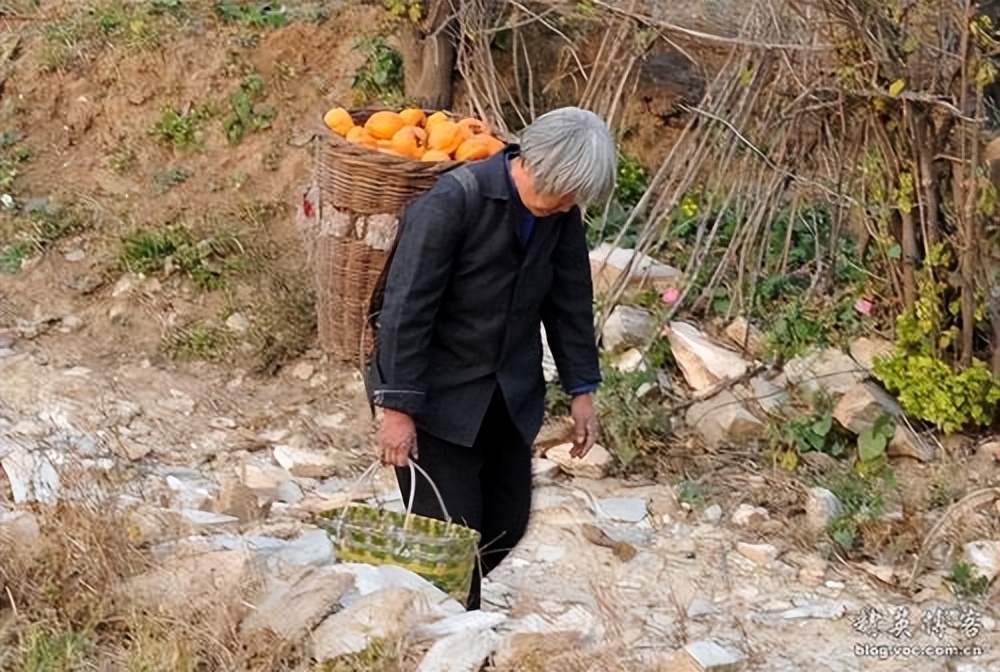 广东老太太捡了一只猫,广东老太上山捡了只小猫