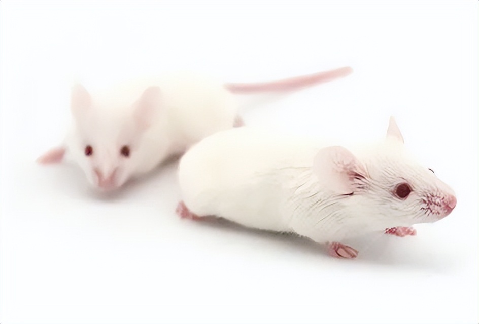 药康生物登陆科创板,集萃药康3月科创板上市股票