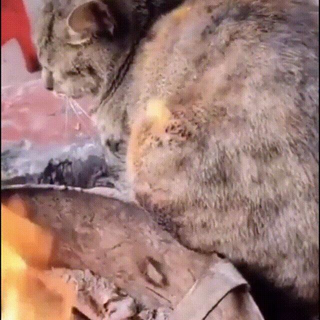 流浪猫和自家猫是怎么取暖的,流浪猫取暖全过程