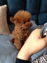 这几种狗太难伺候了新手不敢养,不能接受的狗狗