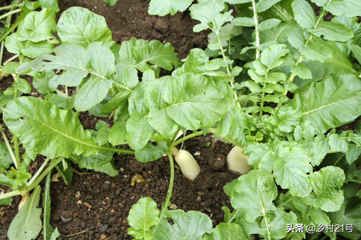 白萝卜幼苗生虫怎么防治,种白萝卜地底下长虫用什么药